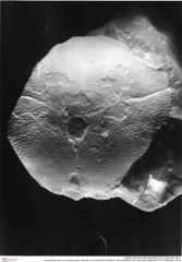 Historisches Foto von Cycloprosopon stenofrons (Schweitzer & Feldmann, 2010) (NHMW-AFW-GEO-BACHMAYER-FOTO-1990-0041-3812)